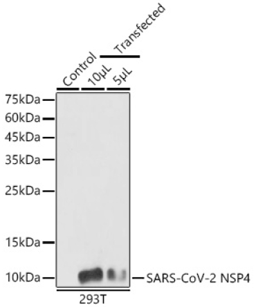 SARS-CoV-2 NSP4 Rabbit Polyclonal Antibody