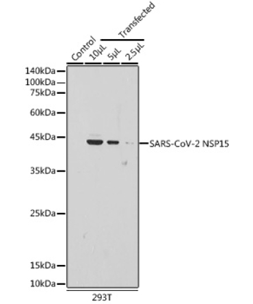 SARS-CoV-2 NSP15 Rabbit Polyclonal Antibody