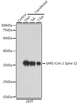 SARS-CoV-2 Spike S2 Rabbit Polyclonal Antibody