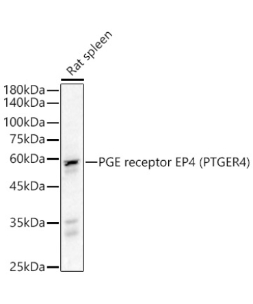 PGE receptor EP4 (PTGER4) Rabbit Polyclonal Antibody