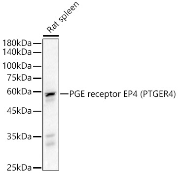 PGE receptor EP4 (PTGER4) Rabbit Polyclonal Antibody
