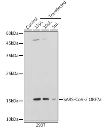 SARS-CoV-2 ORF7a Rabbit Polyclonal Antibody