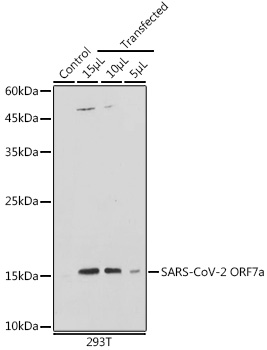 SARS-CoV-2 ORF7a Rabbit Polyclonal Antibody