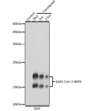 SARS-CoV-2 NSP9 Rabbit Polyclonal Antibody