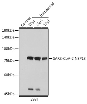 SARS-CoV-2 NSP13 Rabbit Polyclonal Antibody