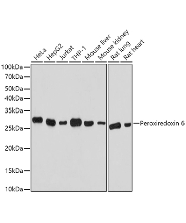 Peroxiredoxin 6 Rabbit Polyclonal Antibody