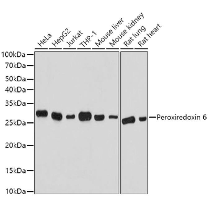 Peroxiredoxin 6 Rabbit Polyclonal Antibody