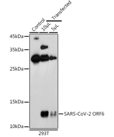 SARS-CoV-2 ORF6 Rabbit Polyclonal Antibody