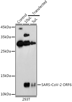 SARS-CoV-2 ORF6 Rabbit Polyclonal Antibody