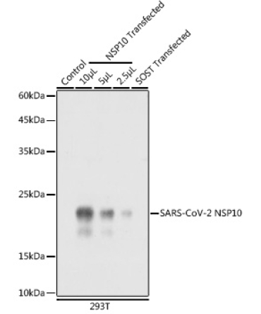 SARS-CoV-2 NSP10 Rabbit Polyclonal Antibody