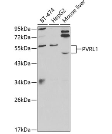 PVRL1 Rabbit Polyclonal Antibody