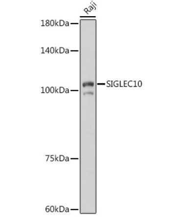 SIGLEC10 Rabbit Polyclonal Antibody