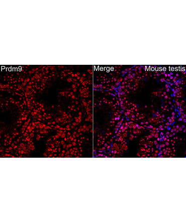 Prdm9 Rabbit Polyclonal Antibody