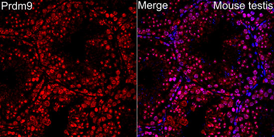 Prdm9 Rabbit Polyclonal Antibody