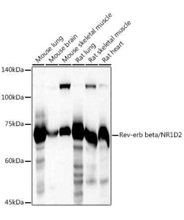 Rev-erb beta/NR1D2 Rabbit Polyclonal Antibody