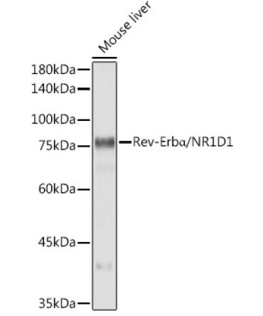 Rev-ErbAlpha/NR1D1 Rabbit Monoclonal Antibody