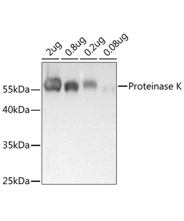 Proteinase K Rabbit Polyclonal Antibody