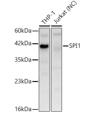 SPI1 Rabbit Polyclonal Antibody