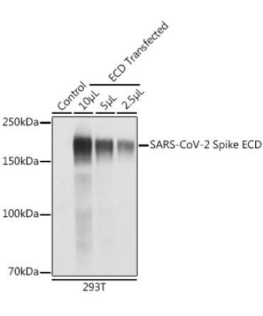 SARS-CoV-2 Spike ECD Rabbit Polyclonal Antibody