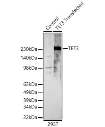 TET3 Rabbit Polyclonal Antibody