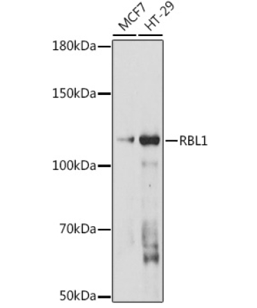 RBL1 Rabbit Polyclonal Antibody