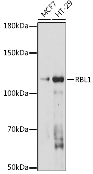 RBL1 Rabbit Polyclonal Antibody