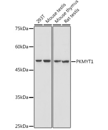 PKMYT1 Rabbit Polyclonal Antibody