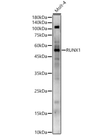 RUNX1 Rabbit Polyclonal Antibody