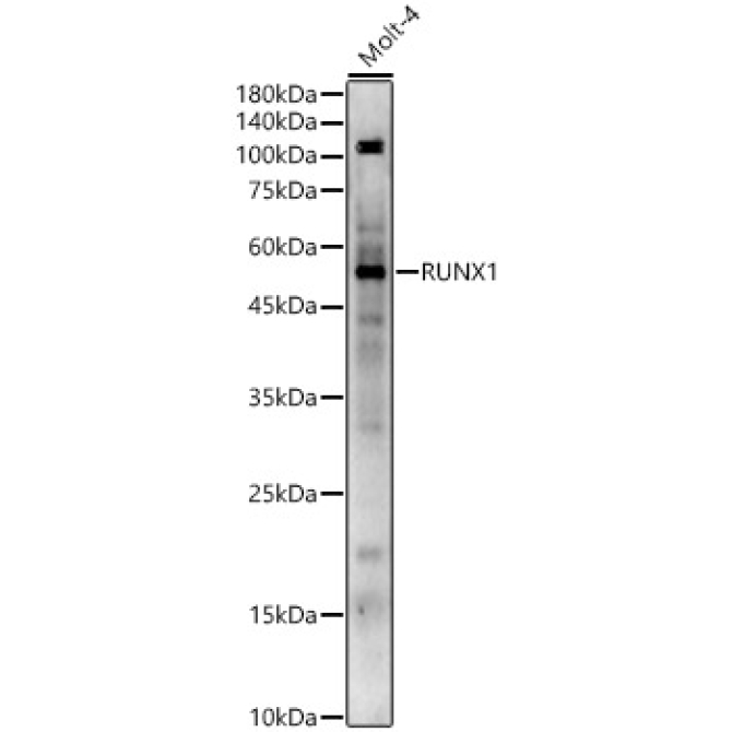 RUNX1 Rabbit Polyclonal Antibody