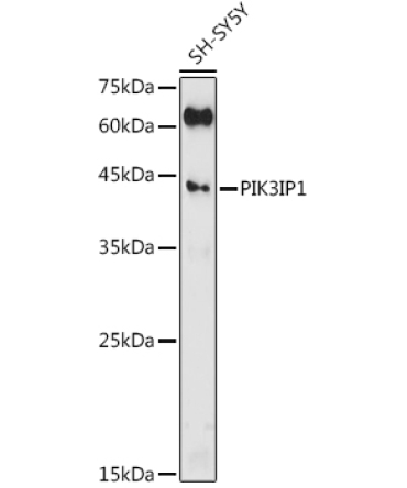 PIK3IP1 Rabbit Polyclonal Antibody