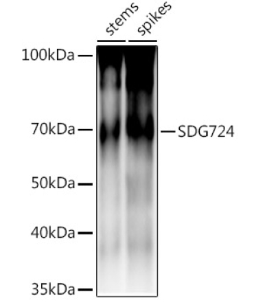 SDG724 Rabbit Polyclonal Antibody