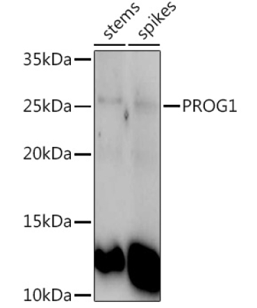 PROG1 Rabbit Polyclonal Antibody