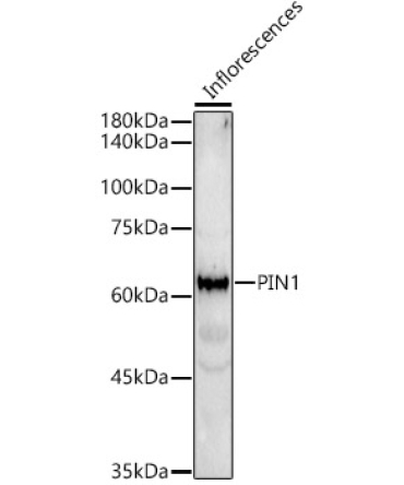 PIN1 Rabbit Polyclonal Antibody