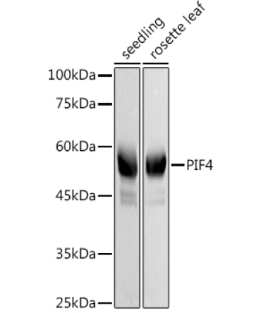 PIF4 Rabbit Polyclonal Antibody