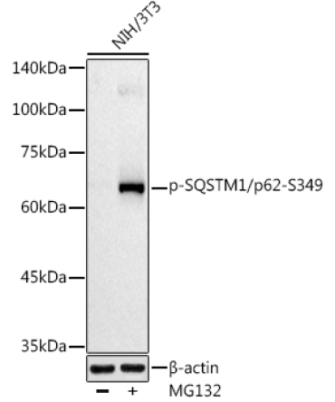 Phospho-SQSTM1/p62-S349 Rabbit Polyclonal Antibody