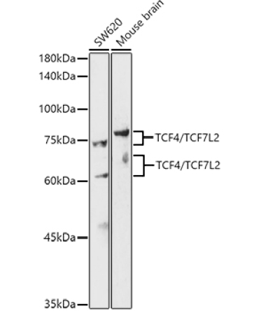 TCF4/TCF7L2 Rabbit Polyclonal Antibody