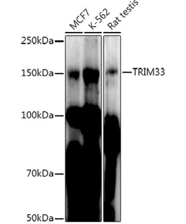 TRIM33 Rabbit Polyclonal Antibody
