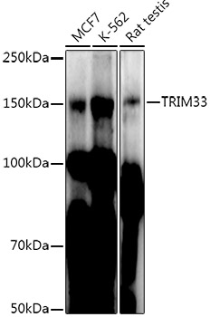 TRIM33 Rabbit Polyclonal Antibody