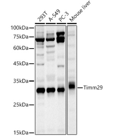 Timm29 Rabbit Polyclonal Antibody