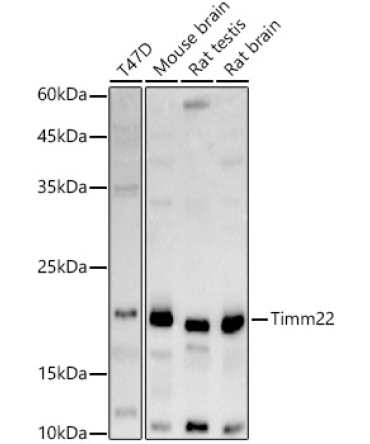 Timm22 Rabbit Polyclonal Antibody