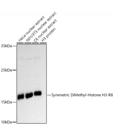 Symmetric DiMethyl-Histone H3-R8 Rabbit Polyclonal Antibody