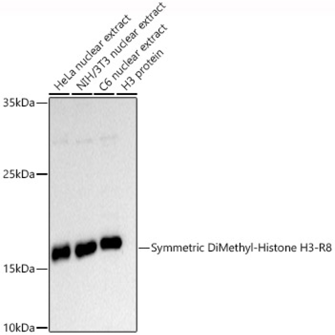 Symmetric DiMethyl-Histone H3-R8 Rabbit Polyclonal Antibody