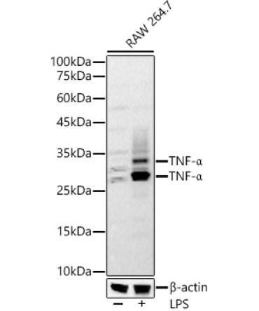TNF-Alpha Rabbit Polyclonal Antibody