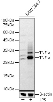 TNF-Alpha Rabbit Polyclonal Antibody