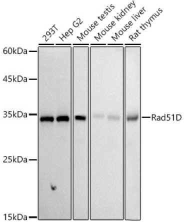 Rad51D Rabbit Monoclonal Antibody