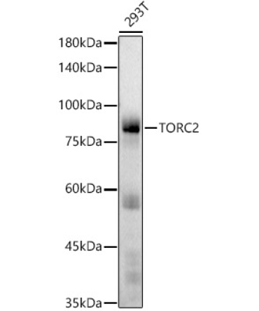 TORC2 Rabbit Monoclonal Antibody