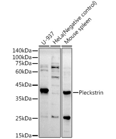 Pleckstrin Rabbit Monoclonal Antibody