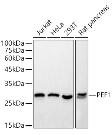 PEF1 Rabbit Monoclonal Antibody