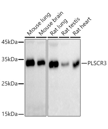 PLSCR3 Rabbit Monoclonal Antibody