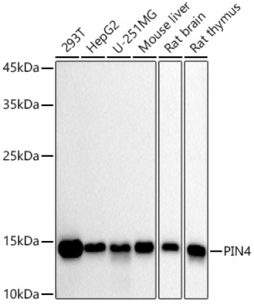 PIN4 Rabbit Monoclonal Antibody